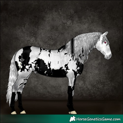 Horse Color:White Spotted Silver Bay Chinchilla Onyx 