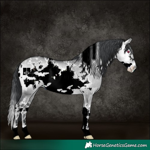Horse Color:White Spotted Bay Chinchilla Onyx Frame 