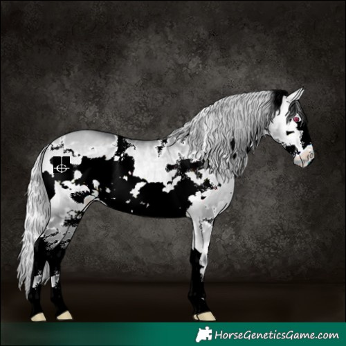 Horse Color:White Spotted Silver Bay Chinchilla Onyx Frame 