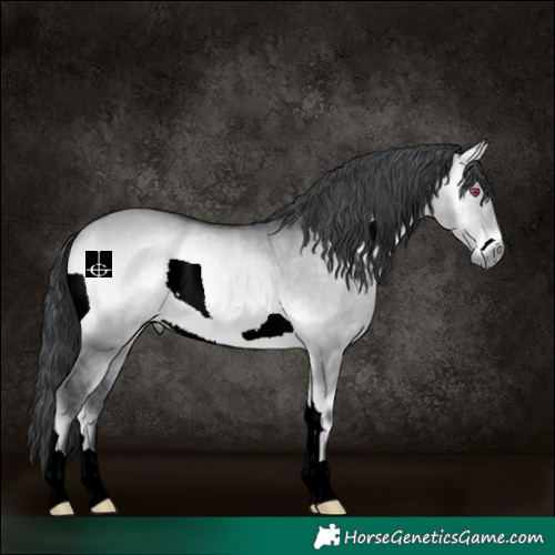Horse Color:Brown Chinchilla Onyx 
