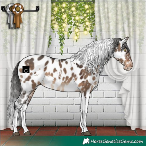 Horse Color:White Spotted Brown Dun Tobiano Appaloosa 
