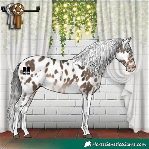 Horse Color:White Spotted Brown Dun Tobiano Near Leopard 