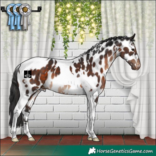 Horse Color:White Spotted Brown Tobiano Near Leopard 