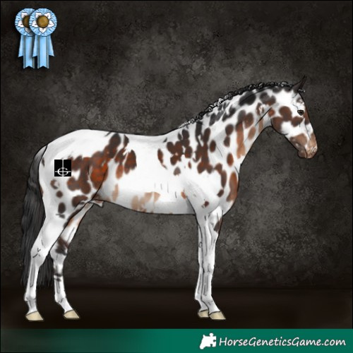 Horse Color:White Spotted Brown Tobiano Appaloosa 