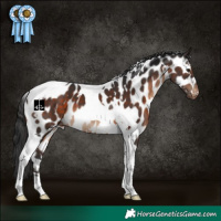 Horse Color:White Spotted Brown Tobiano Appaloosa 