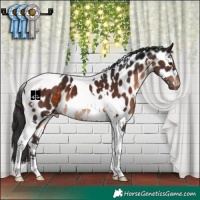 Horse Color:White Spotted Brown Tobiano Near Leopard 
