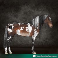 Horse Color:White Spotted Brown 