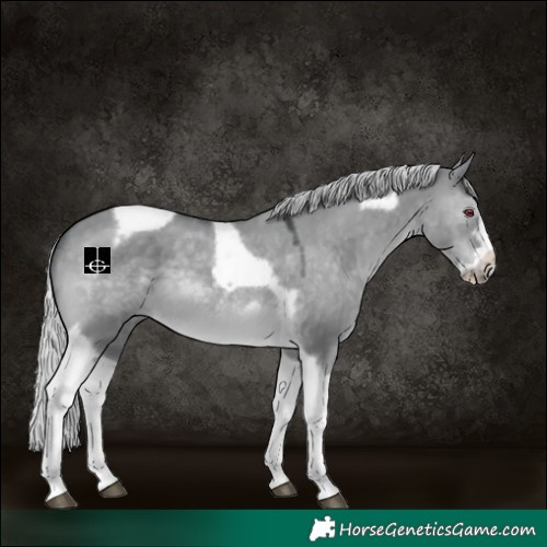 Horse Color:Silver Grullo Chinchilla Tobiano Frame 