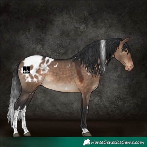 Horse Color:White Spotted Brown Dun Tobiano Blanket 