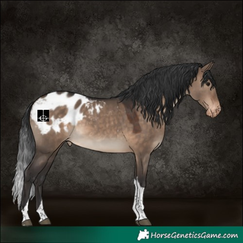 Horse Color:Brown Dun Tobiano Appaloosa 