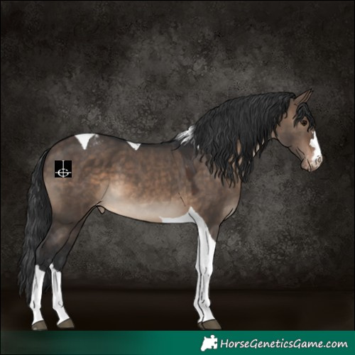 Horse Color:Brown Dun Tobiano Appaloosa 