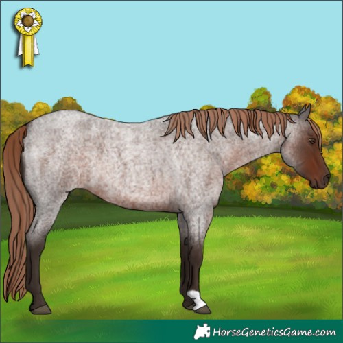 Horse Color:Liver Red Roan 