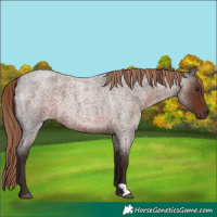 Horse Color:Liver Red Roan 