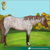 Horse Color:Liver Red Roan 