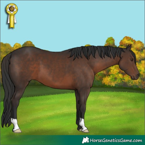 Horse Color:Liver Chestnut 