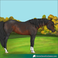 Horse Color:Brown