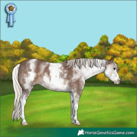 Horse Color:White Spotted Silver Black 