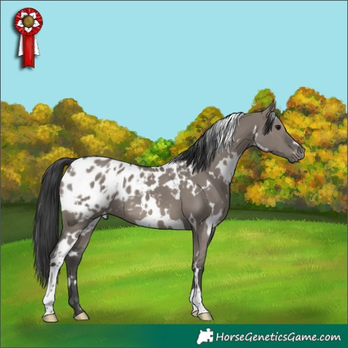 Horse Color:White Spotted Grullo Appaloosa 