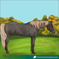 Horse Color:Liver Chestnut Appaloosa 