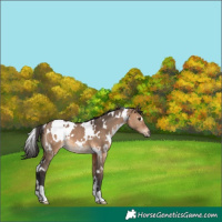 Horse Color:White Spotted Brown Dun 