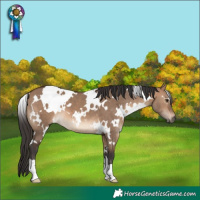 Horse Color:White Spotted Brown Dun 
