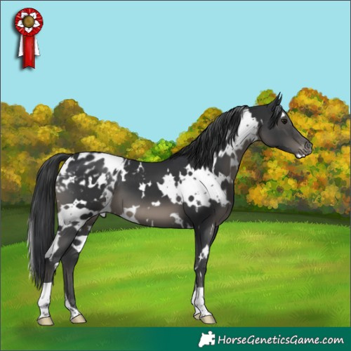 Horse Color:White Spotted Black Appaloosa 