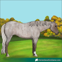 Horse Color:Silver Blue Roan 