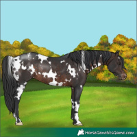 Horse Color:White Spotted Brown Appaloosa Rabicano 