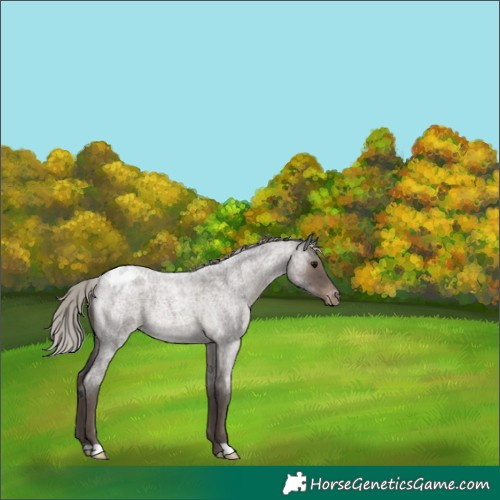 Horse Color:Silver Blue Roan Varnish 