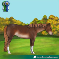 Horse Color:Liver Chestnut 
