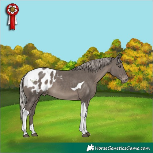 Horse Color:Silver Black Tobiano Blanket 