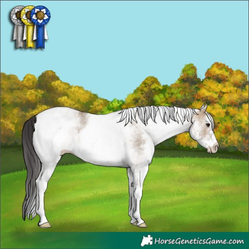 Horse Color:White Spotted Brown Dun 