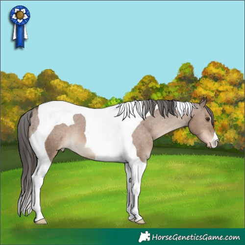 Horse Color:Liver Red Dun Tobiano Appaloosa 