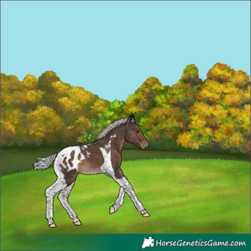 Horse Color:Silver Black Tobiano Appaloosa 