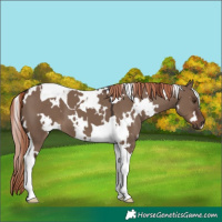 Horse Color:White Spotted Liver Red Dun Tobiano 
