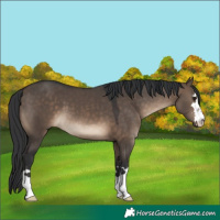 Horse Color:Brown Dun 
