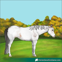 Horse Color:White Spotted Brown 