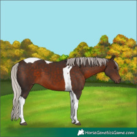 Horse Color:Silver Brown Tobiano 