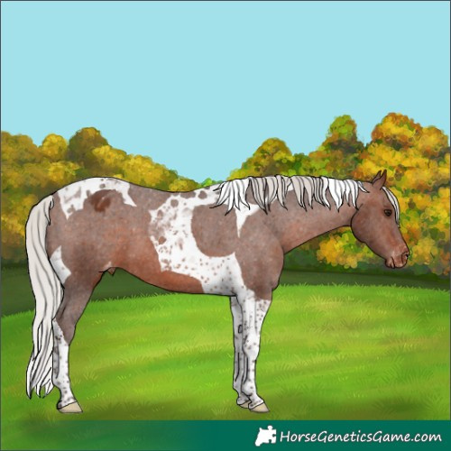 Horse Color:Silver Brown Tobiano Appaloosa 