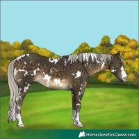 Horse Color:White Spotted Silver Buckskin 