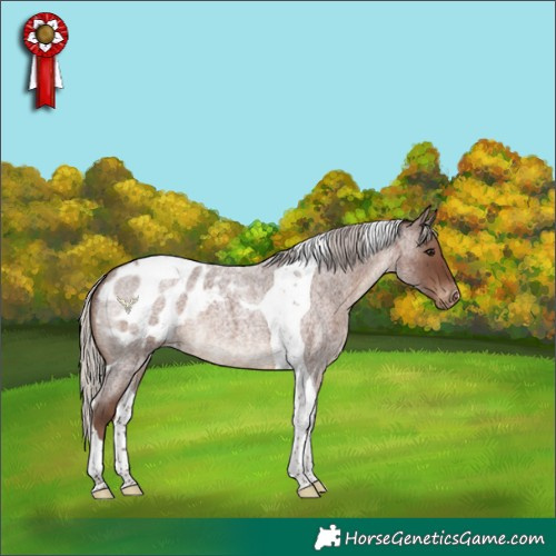 Horse Color:Silver Blue Roan Tobiano Appaloosa 