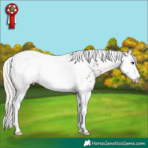Horse Color:White Spotted Silver Grullo Tobiano Frame Appaloosa 