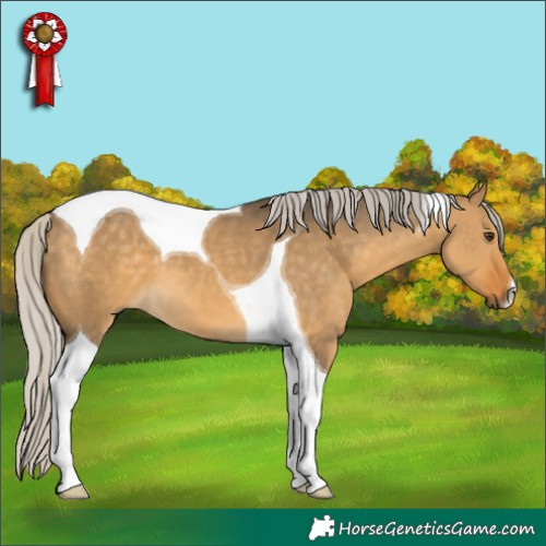 Horse Color:Silver Buckskin Dun Tobiano 