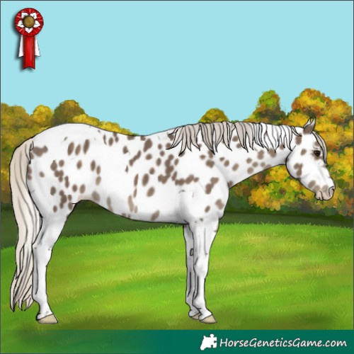 Horse Color:Silver Smoky Black Tobiano Appaloosa 