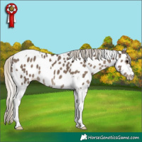Horse Color:Silver Smoky Black Tobiano Near Leopard 
