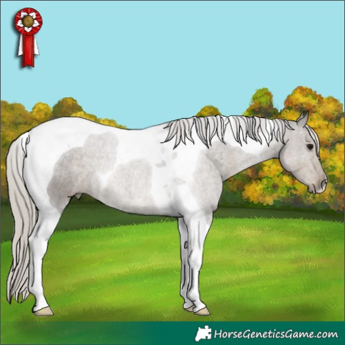 Horse Color:Silver Smoky Grullo Tobiano 