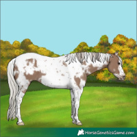 Horse Color:White Spotted Silver Grullo Tobiano Frame 