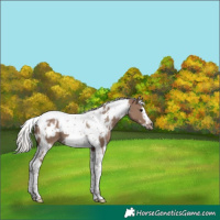 Horse Color:White Spotted Silver Grullo Tobiano Frame 
