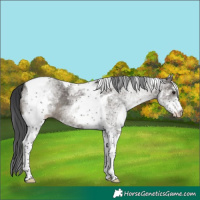 Horse Color:White Spotted Grullo Tobiano 