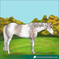 Horse Color:White Spotted Silver Grullo Tobiano Rabicano 